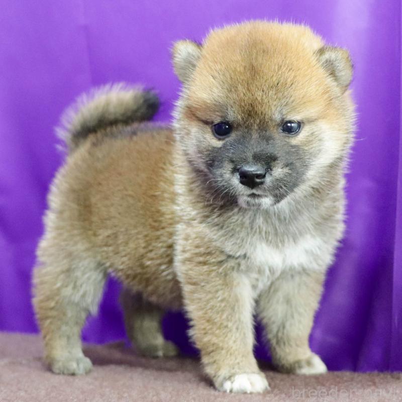 販売中の愛知県の柴犬-401939の2枚目